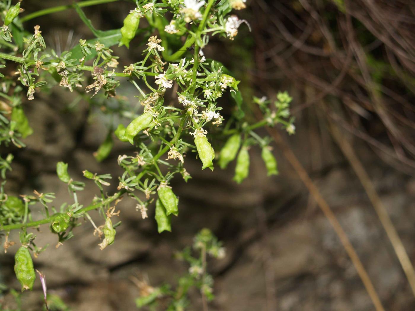 Mignonette of Jacquin fruit